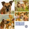 DOMANI -braucht Zeit zum auftauen-
