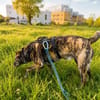 Nano sucht passende Familie