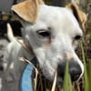 Bubi sucht eine /Zuhause