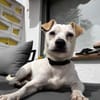 Bubi sucht eine /Zuhause
