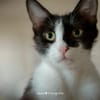 Isabella, neugieriges Katzenkind, 1 J.