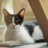 Isabella, neugieriges Katzenkind, 1 J.