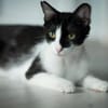 Isabella, neugieriges Katzenkind, 1 J.
