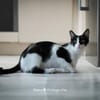 Isabella, neugieriges Katzenkind, 1 J.