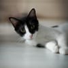 Isabella, neugieriges Katzenkind, 1 J.