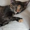 💕Isabell💕 sucht ihre Menschen