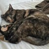💕Isabell💕 sucht ihre Menschen
