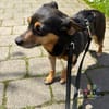 Klein Alwin auf Pflegestelle