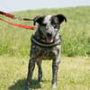 Vanda SI - liebt Hunde und Kinder