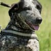Vanda SI - liebt Hunde und Kinder