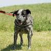 Vanda SI - liebt Hunde und Kinder