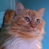 Myrtille