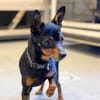 ORSON