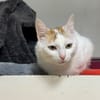 LADY A17406