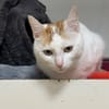 LADY A17406