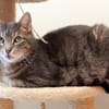 Choupi PAB28572
