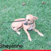 SHEWENNE chiot femelle