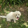 Loulou bouille d'amour