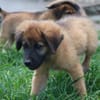 BISSAP, Chiot mâle Berger Créole