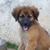 BISSAP, Chiot mâle Berger Créole