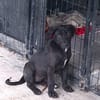 MILADY, Femelle junior Croisée Labrador