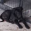 MILADY, Femelle junior Croisée Labrador