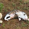 BONBONETTE, chatte européenne adulte