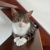 BONBONETTE, chatte européenne adulte