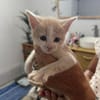 ELIOT, chaton créole mâle