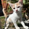 ELIOT, chaton créole mâle