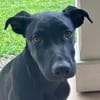LOCKY, Chiot mâle Croisé Labrador