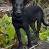 LOCKY, Chiot mâle Croisé Labrador