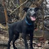 LOCKY, Chiot mâle Croisé Labrador