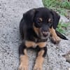 BROOKLYN, Chiot Berger Créole mâle