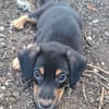 BROOKLYN, Chiot Berger Créole mâle