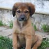 THIAKRY, Chiot mâle Croisé Créole