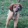THIAKRY, Chiot mâle Croisé Créole
