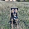 BOLT, Chien adulte Berger Créole