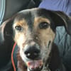 BOLT, Chien adulte Berger Créole