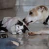HOWDI, chiot Berger Créole (format “drôle & câlin”)