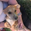 🐾 MYDEE, petit cœur à quatre pattes, cherche sa famille ! 🐾