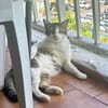 DIDIER, chat européen