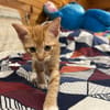 HOOPER, chaton créole mâle