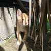 HOOPER, chaton créole mâle