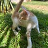 LEVI, chaton créole mâle