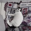 KALICY, chaton femelle européen