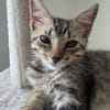 MISTY, Chaton femelle européen