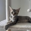 MISTY, Chaton femelle européen