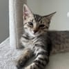 MISTY, Chaton femelle européen