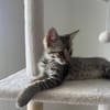 MISTY, Chaton femelle européen
